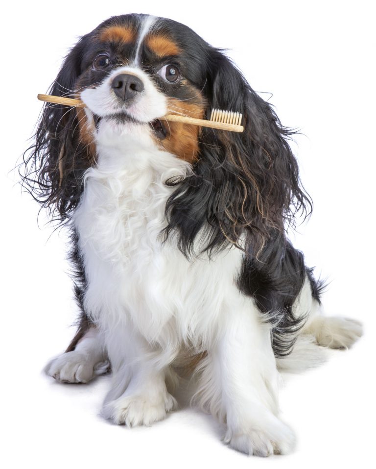 Cavalier king charles spaniel sitting with a toothbrush in mouth to promote pet dental health