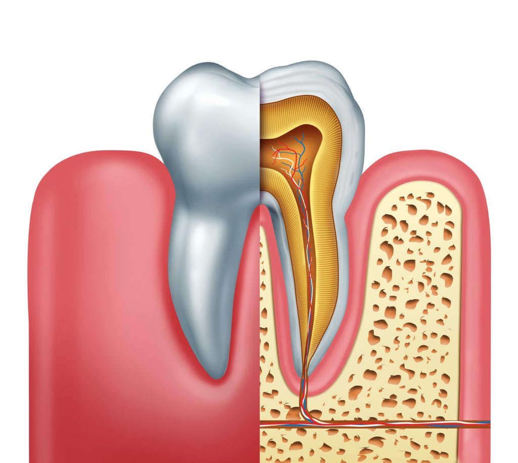 Illustration of a tooth cross section showing the nerves and roots attached to the gums
