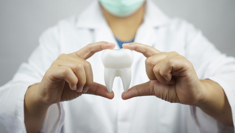 Dentist holding a tooth model